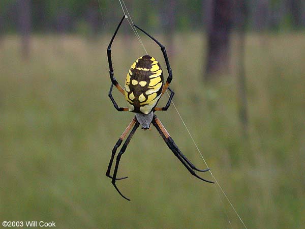 What do banana spiders eat?